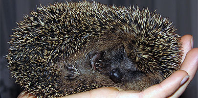 Igel