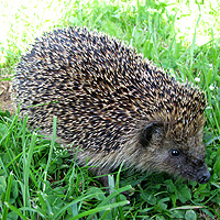Igel