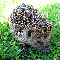Igel