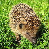 Igel