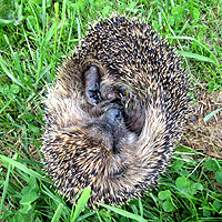 Igel