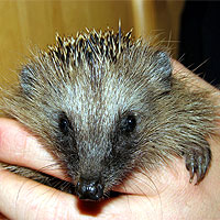 Igel