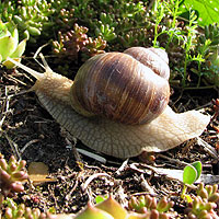 Weinbergschnecke
