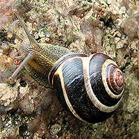 Schnecke