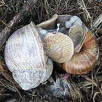 Weinbergschnecke