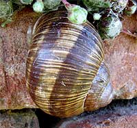 Weinbergschnecke