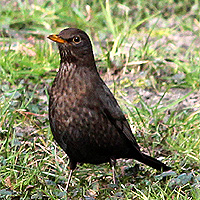 Amsel