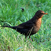 Amsel