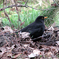 Amsel