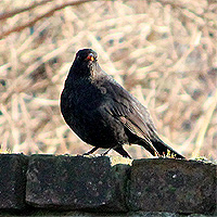 Amsel