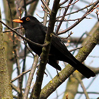 Amsel
