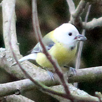 Blaumeise mit Leuzismus?