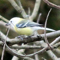 Blaumeise mit Leuzismus?