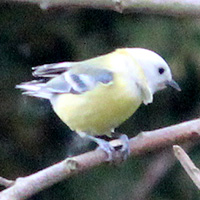 Blaumeise mit Leuzismus?