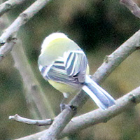 Blaumeise mit Leuzismus?