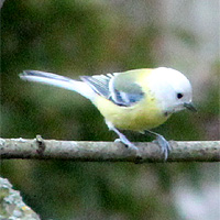 Blaumeise mit Leuzismus?