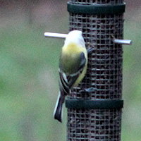 Blaumeise mit Leuzismus?