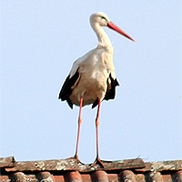 Storch