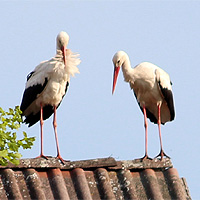 Storch