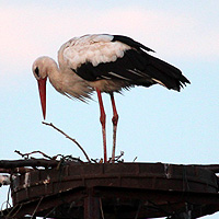Storch