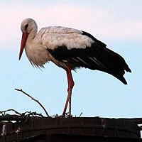 Storch