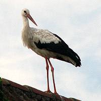 Storch