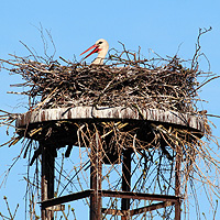 Storch