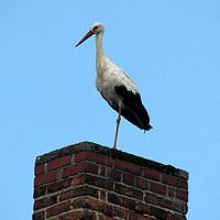 Storch