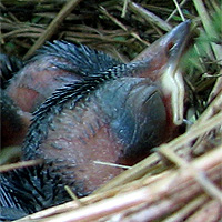 Vogelnest