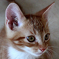 Kater Charlie