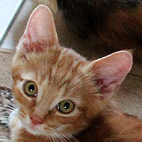 Kater Charlie
