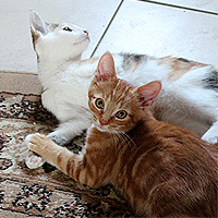 Kater Charlie