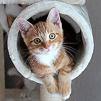 Kater Charlie