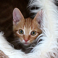 Kater Charlie