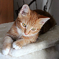 Kater Charlie