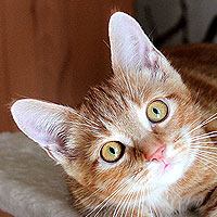 Kater Charlie