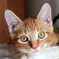 Kater Charlie