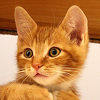 Kater Charlie