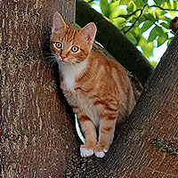 Kater Charlie