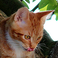 Kater Charlie