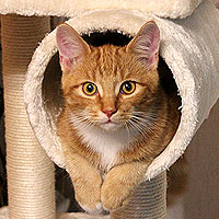 Kater Charlie