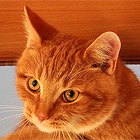 Kater Charlie
