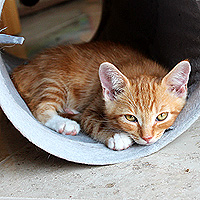 Kater Charlie