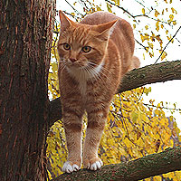 Kater Charlie