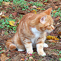 Kater Charlie
