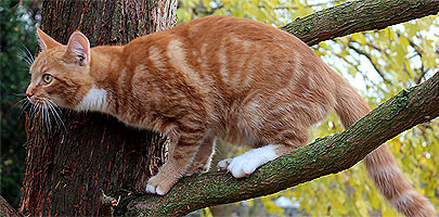 Kater Charlie