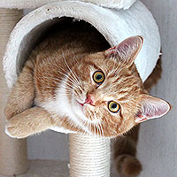 Kater Charlie
