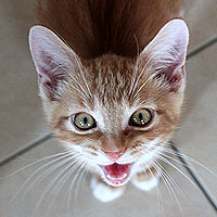 Kater Charlie