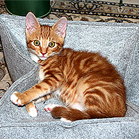 Kater Charlie