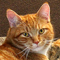 Kater Charlie